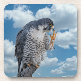 Peregrine Falcon along the Hudson River Beverage Coaster