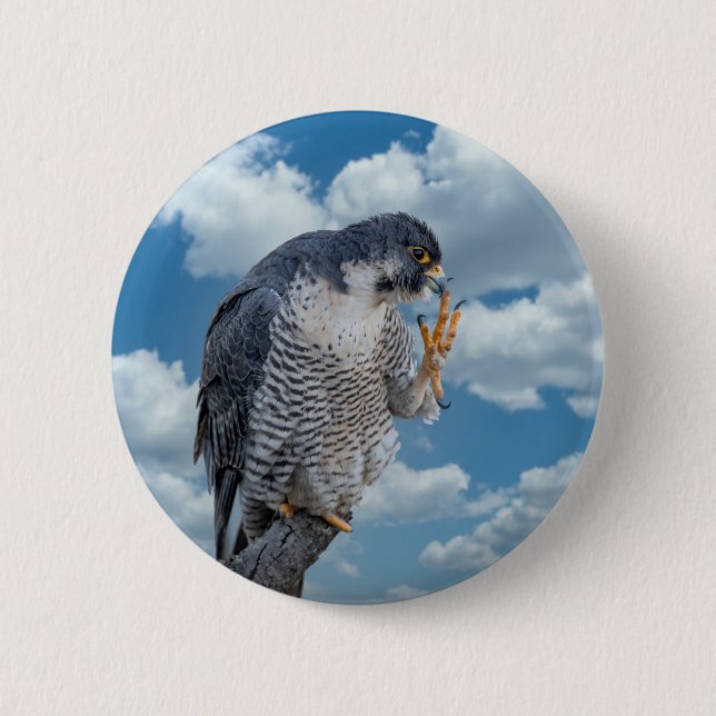 Peregrine Falcon along the Hudson River Button (Front)