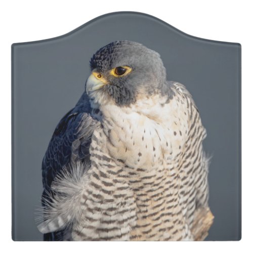 Peregrine Falcon along the Hudson River Door Sign