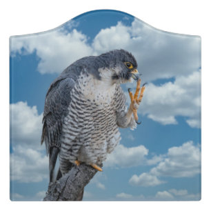 Peregrine Falcon along the Hudson River Door Sign