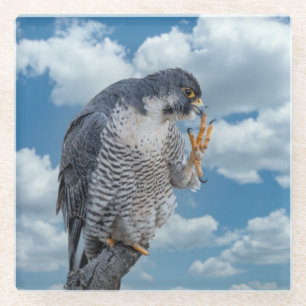 Peregrine Falcon along the Hudson River Glass Coaster