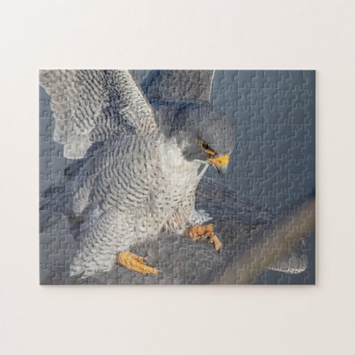 Peregrine Falcon along the Hudson River Jigsaw Puzzle