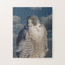 Peregrine Falcon along the Hudson River