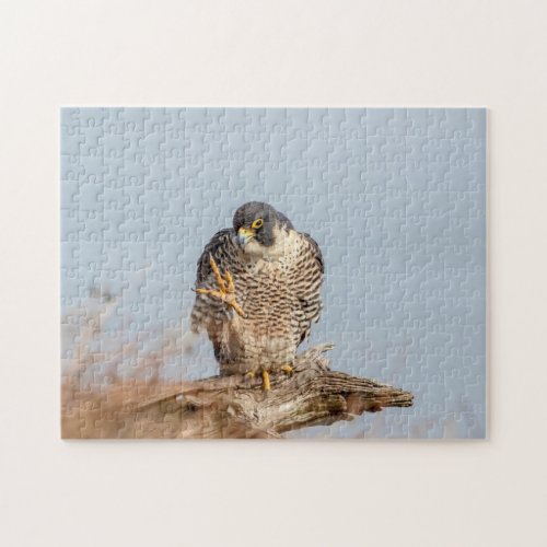 Peregrine Falcon along the Hudson River Jigsaw Puzzle