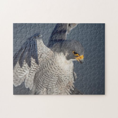 Peregrine Falcon along the Hudson River Jigsaw Puzzle