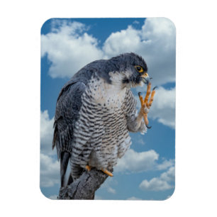 Peregrine Falcon along the Hudson River Magnet