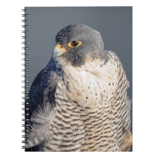Peregrine Falcon along the Hudson River Notebook (Front)