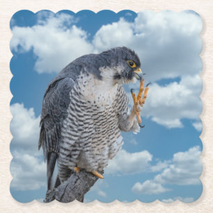 Peregrine Falcon along the Hudson River Paper Coaster