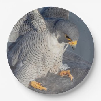 Peregrine Falcon Along The Hudson River Paper Plates by debscreative at Zazzle