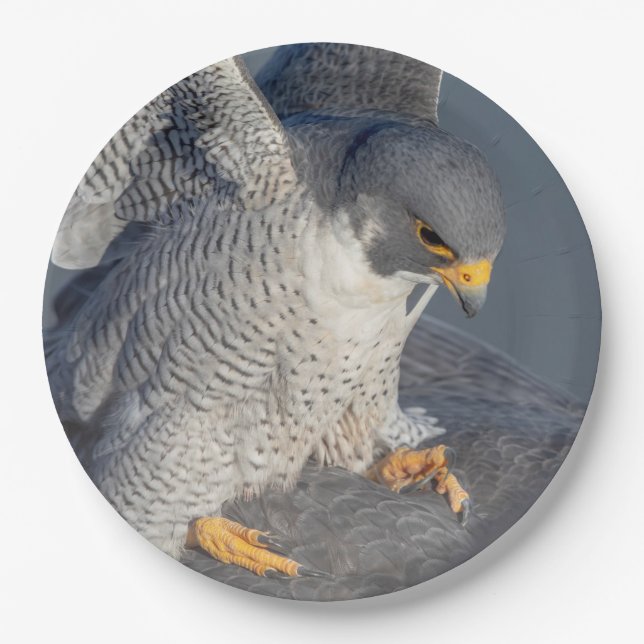 Peregrine Falcon along the Hudson River Paper Plates (Front)