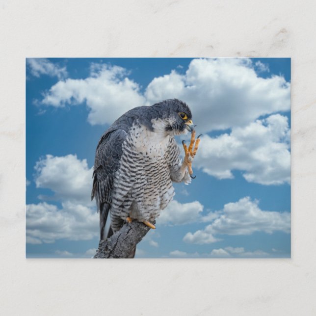 Peregrine Falcon along the Hudson River Postcard (Front)
