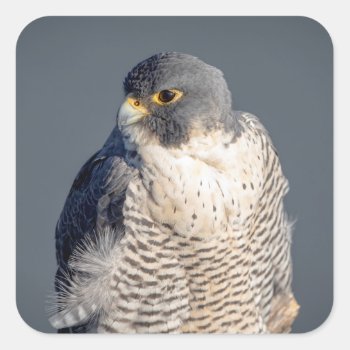 Peregrine Falcon Along The Hudson River Square Sticker by debscreative at Zazzle