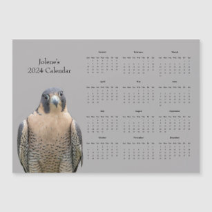 Peregrine Falcon and a 2024 Calendar