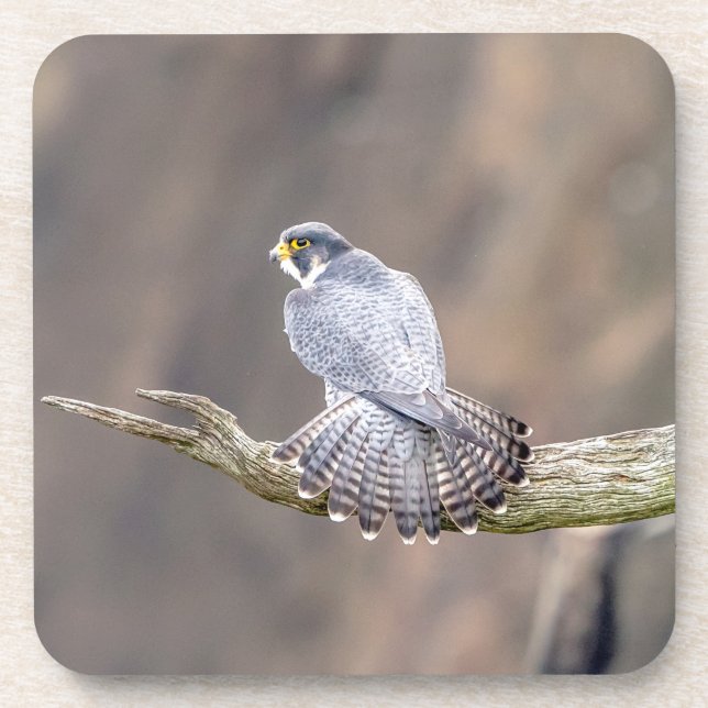 Peregrine Falcon at the Palisades Interstate Park Drink Coaster (Front)