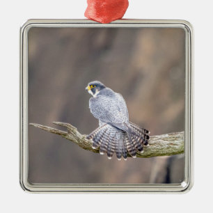 Peregrine Falcon at the Palisades Interstate Park Metal Ornament