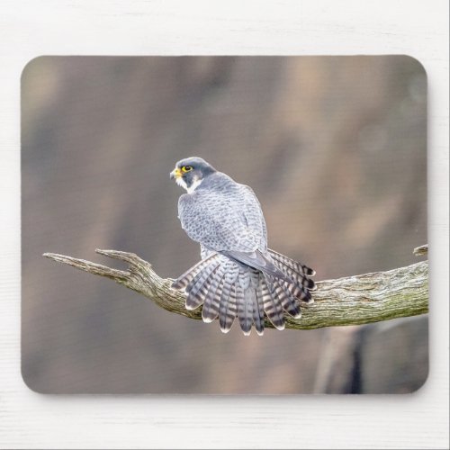 Peregrine Falcon at the Palisades Interstate Park Mouse Pad