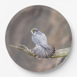Peregrine Falcon at the Palisades Interstate Park Paper Plates
