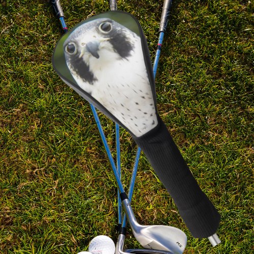 Peregrine Falcon Bird of Prey Photo Golf Head Cover