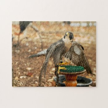 Peregrine Falcon  Bird Of Prey Puzzle by snrklz at Zazzle