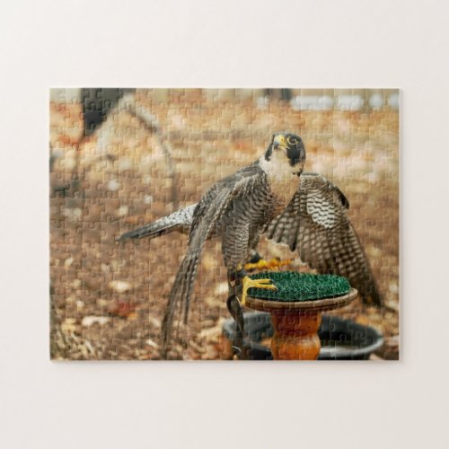 peregrine falcon bird of prey puzzle