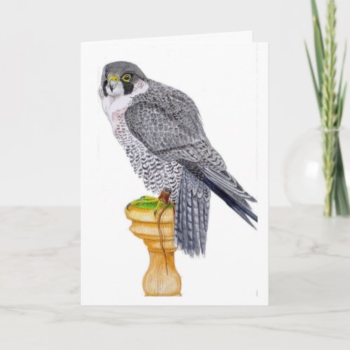 Peregrine Falcon Birthday Card