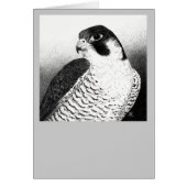 Peregrine Falcon Card (Front)