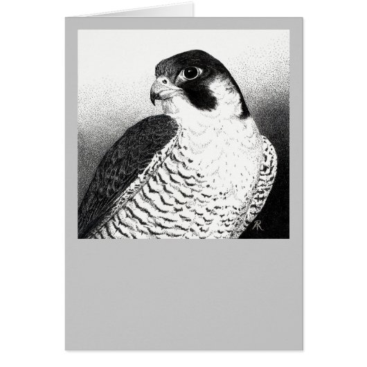 Peregrine Falcon Card (Front)