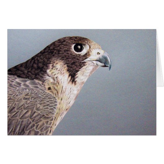 Peregrine Falcon Card (Front Horizontal)