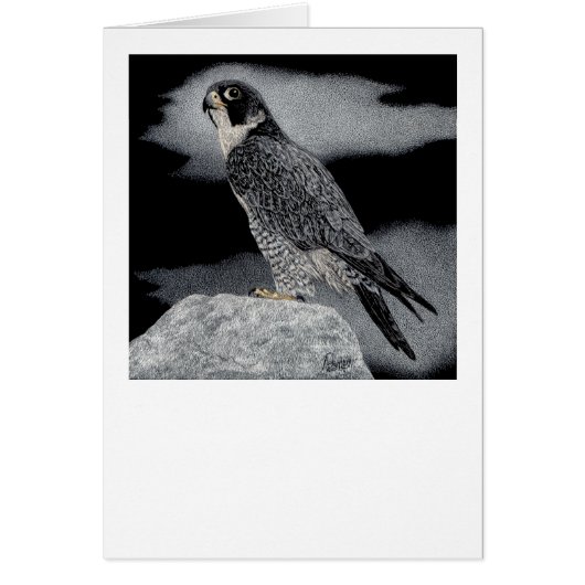 Peregrine Falcon Cards (Front)