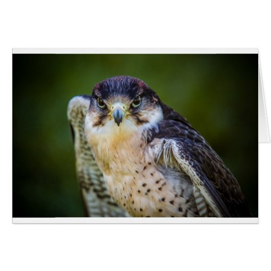 Peregrine Falcon Cards (Front Horizontal)