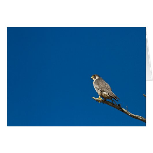 Peregrine Falcon Cards (Front Horizontal)
