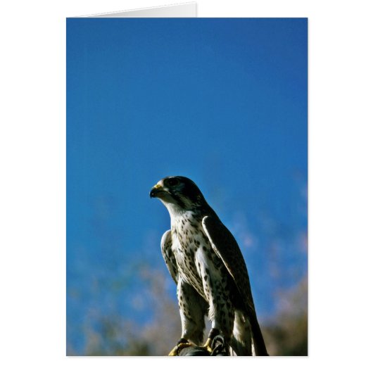 Peregrine Falcon Cards (Front)