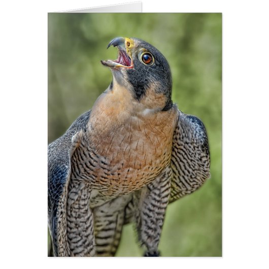 Peregrine Falcon Cards (Front)