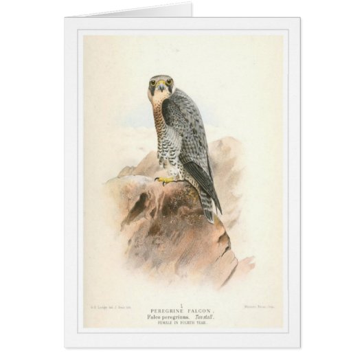 Peregrine Falcon Cards (Front)