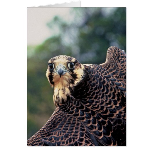 Peregrine Falcon Cards (Front)