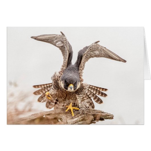 Peregrine Falcon Cards (Front Horizontal)