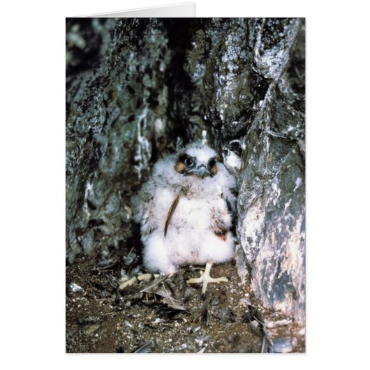 Peregrine Falcon Chick Cards (Front)