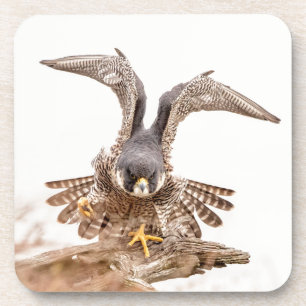 Peregrine Falcon Coaster