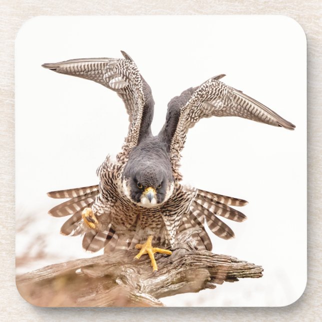 Peregrine Falcon Coaster (Front)