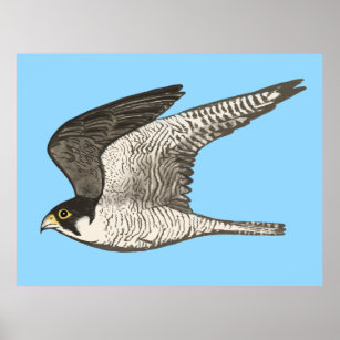 Peregrine Falcon Colored Pencil Drawing On Blue Poster