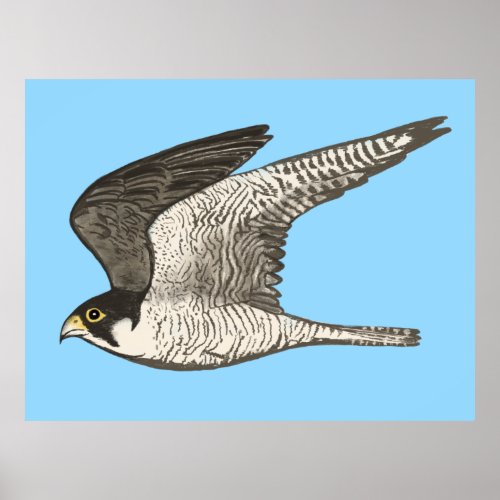 Peregrine Falcon Colored Pencil drawing on blue Poster