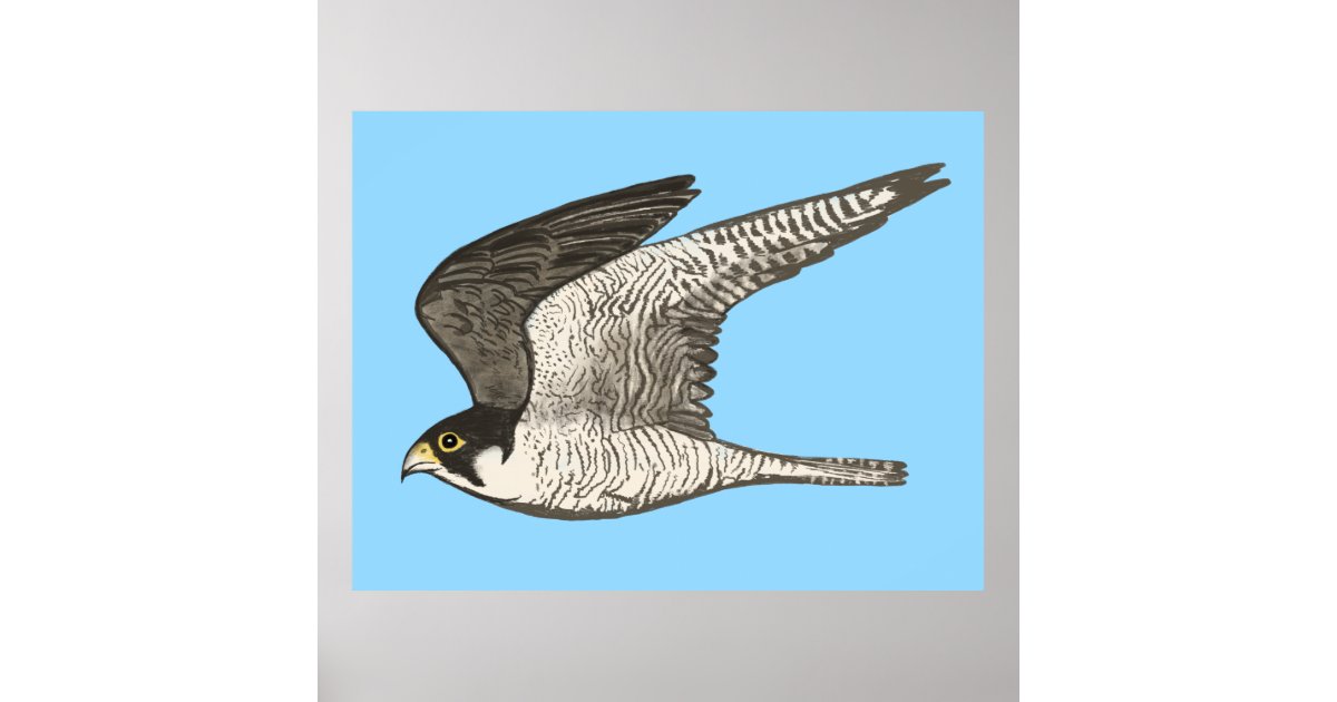 falcon flying drawing