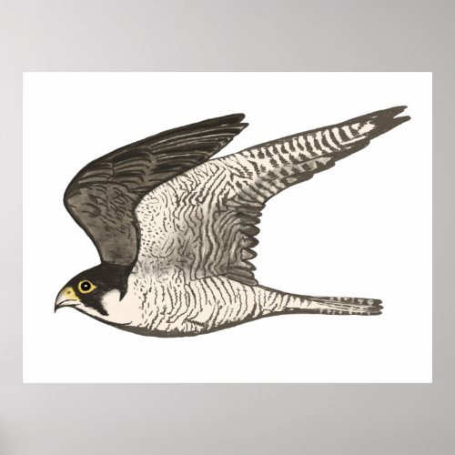 Peregrine Falcon Colored Pencil drawing on white Poster