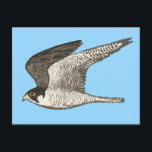 Peregrine Falcon Colored Pencil Illustration Postcard<br><div class="desc">The mail will arrive extra fast with this flying falcon illustration. Add your own custom texts.</div>