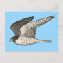 Peregrine Falcon Colored Pencil Illustration Postcard