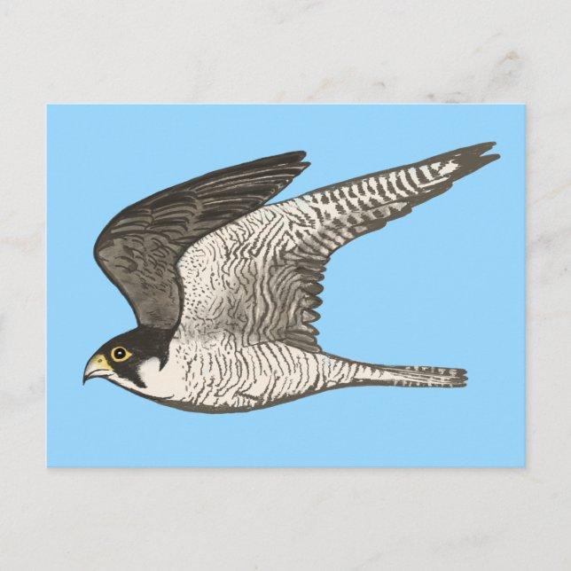 Peregrine Falcon Colored Pencil Illustration Postcard (Front)