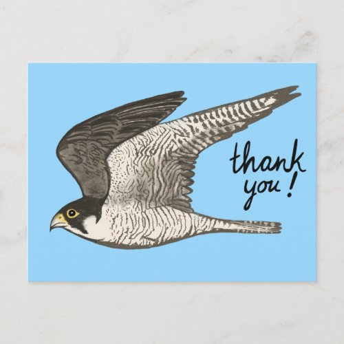 Peregrine Falcon Colored Pencil THANK YOU Postcard