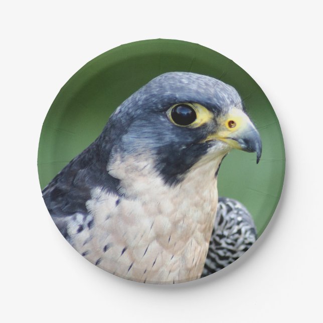 Peregrine Falcon Face Photo Paper Plates (Front)