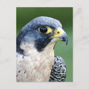 Peregrine Falcon Face Photo Postcard