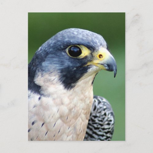 Peregrine Falcon Face Photo Postcard